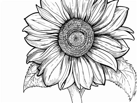 Sunflower Coloring Pages For Adults at Julie Lundy blog