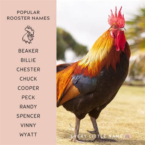 Funny Names For Roosters