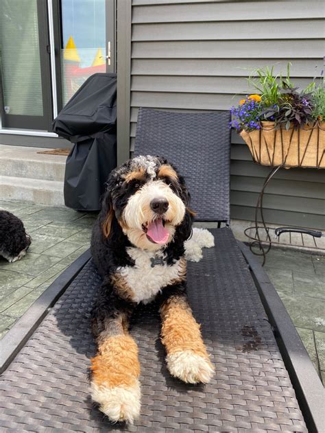 Miniature Bernedoodle