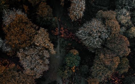 Download wallpaper 2560x1600 trees, forest, aerial view, autumn, dark ...