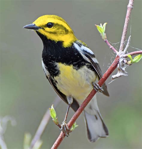 17 Yellow Bird Species With Black Wings (High Def Photography ...