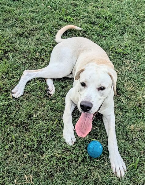 Dog for adoption - Jon A212477, a Labrador Retriever in Plano, TX ...