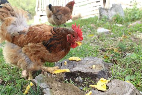 So, Why are My Chickens Eating Their Own Eggs?