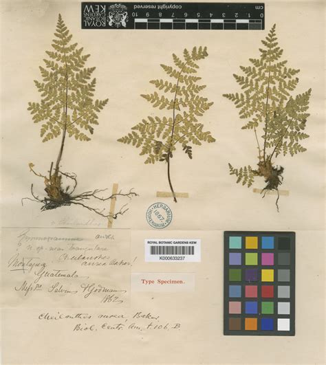 Hemionitis aureolina (Yatsk. & Arbeláez) Christenh. | Plants of the World Online | Kew Science - yatsk