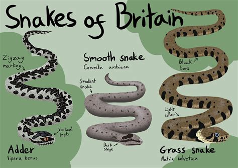 Snakes of Britain Poster: Adder, Grass, Smooth Snake Art (Digital Download) | Snake, Animal ...