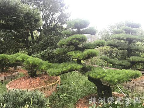 造型日本大阪松 五针松 罗汉松 黑松 城市园林绿色景观-阿里巴巴