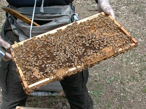 蜂农查看与蜂窝的照相机 库存图片. 图片 包括有 昆虫, 电池, 工作, 字符串, 蜂巢, 蜜蜂, 蜂窝 - 26706419