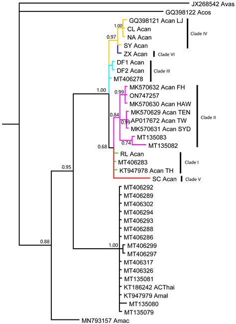 The Global Spread Pattern of Rat Lungworm Based on Mitochondrial Genetics