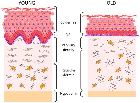 Layers Of The Dermis Papillary And Reticular