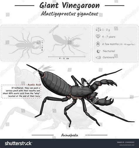 Diagram Showing Parts Giant Whip Scorpion Stock Vector (Royalty Free) 2288898969 | Shutterstock