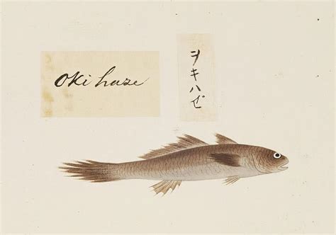 Unidentified fish, Kawahara Keiga by Fish and Wildlife on canvas ...