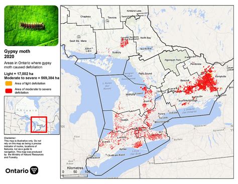 Ministry of Natural Resources and Forestry updated map on Gypsy Moth damage