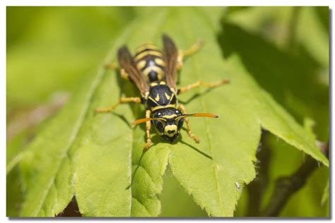 Yellow Jacket Killer Products | Lawn & Pest Control Supply | Lawn and ...