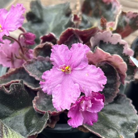 Episode 83: Fall Houseplant Care - Valley Nursery Inc.