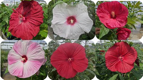 Perennial Hibiscus Varieties Grow Stunning Hardy Hibiscus | Bulk