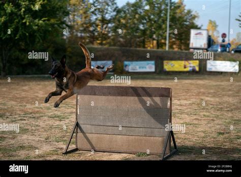 Police Dog Jumping Over Fence at Hudson Stevens blog