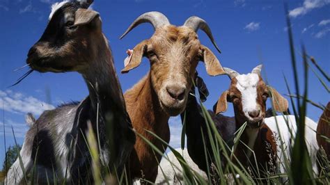 The Right Chemistry: A scientific infatuation with testicular implants ...