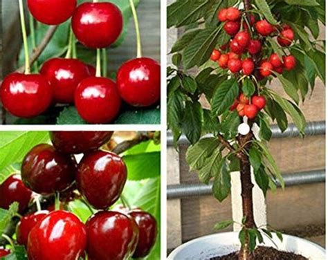 Image result for Dwarf Guava Tree