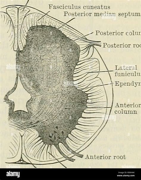 Posterior Median Sulcus Medulla