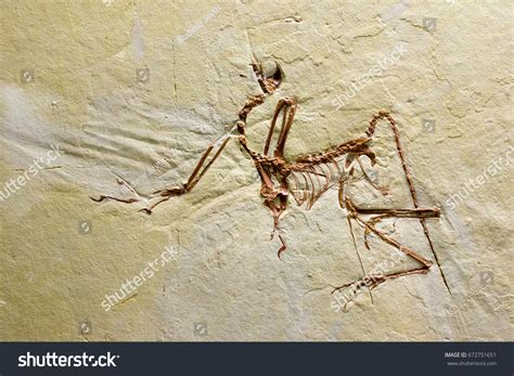 Extinct 的图像结果