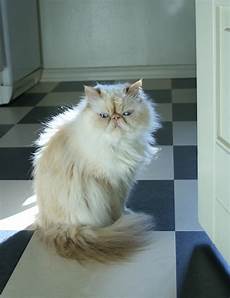 himalayan cats himalayan cat simple the free himalayan cats himalayan cat simple the free