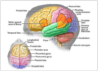 Image result for Brain Exploding Vector