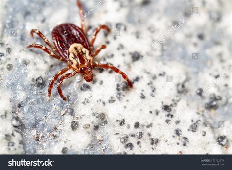 Female American Dog Tick Dermacentor Variabilis Stock Photo 173122979 | Shutterstock