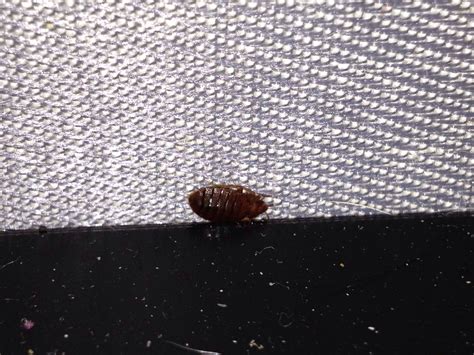 Black Bed Bugs