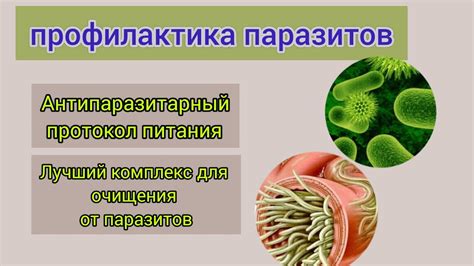 Профилактика паразитов. Антипаразитарный протокол питания. Лучший ...