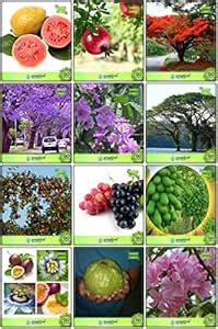 Creative Farmer Seeds Packet Combo Tree Seeds : Jacaranda Mimosafolia ...