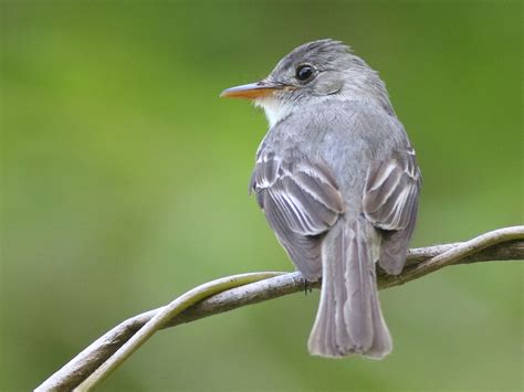 Tumbes Pewee - eBird