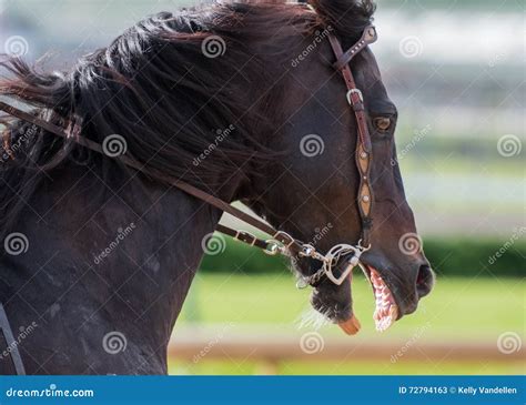 Scary Horse Profile stock image. Image of horse, landscape - 72794163