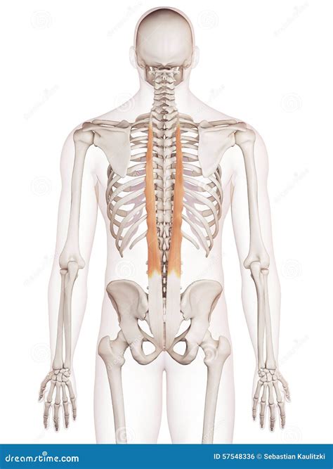 The longissimus thoracis stock illustration. Illustration of isolated ...