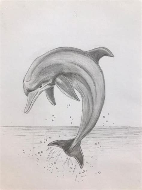 Dolphin pencil drawing – Artofit