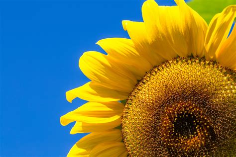 Sunflower No-Till Drill 的图像结果