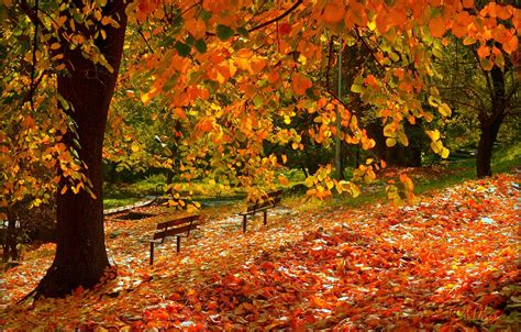 Free photo: Falling leafs - Autumn, Fall, Leafs - Free Download - Jooinn