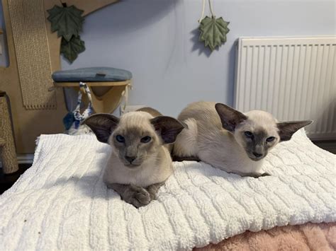Image result for 2024 Python-Matplotlib Updates