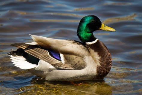 Image result for Animals Using Sign Language