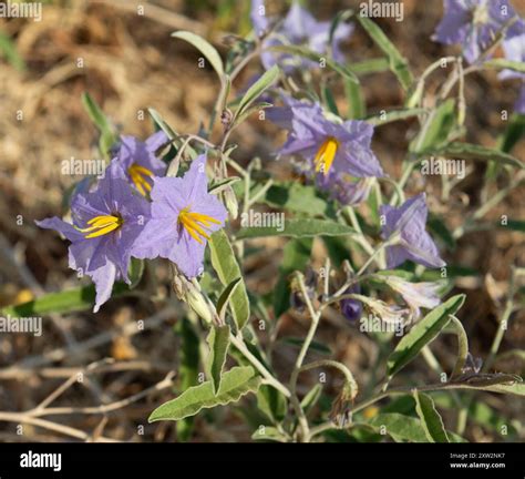 silverleaf nightshade (Solanum elaeagnifolium) Plantae Stock Photo - Alamy