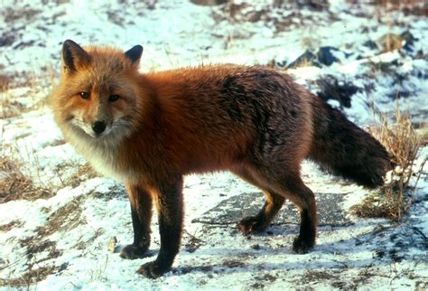 rainforest animals | Coniferous Forest Animals | Nature | Pinterest | Rainforest animals and Animal