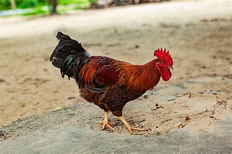 Chicken Little Game GUI Java 的图像结果