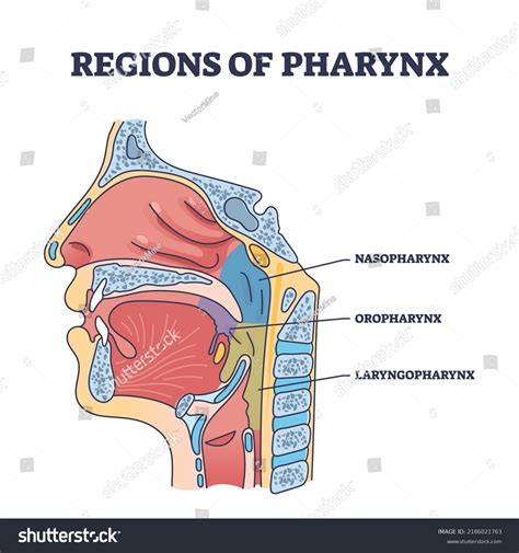 Esophagus Model Labeled