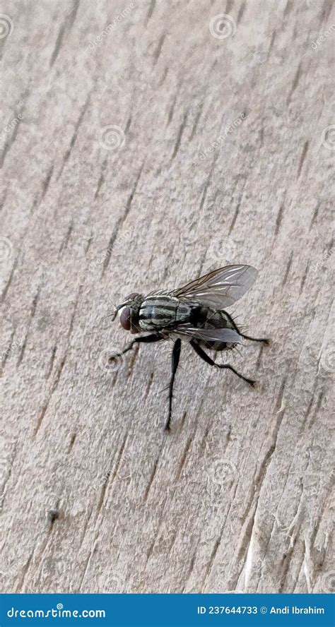 Fly Insect 的图像结果