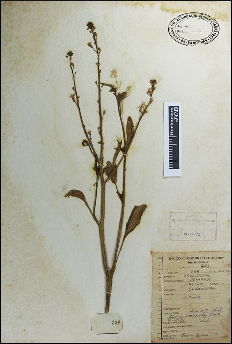 Herbarium JCB