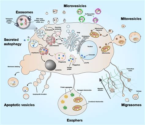 Extracellular Vesicles Secreated Extracellular Vesicles | Exosome RNA