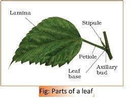 Morphology in Plant - Morphology of Flowering Plants, Class 11, Biology ...