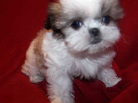 Shih Tzu Westie Cross Puppies For Sale - Shih Tzu Dog