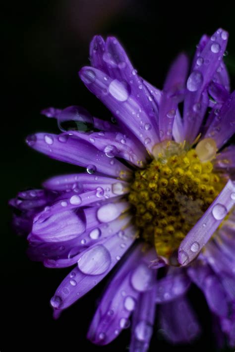 Image result for Multiplicity Photography Examples