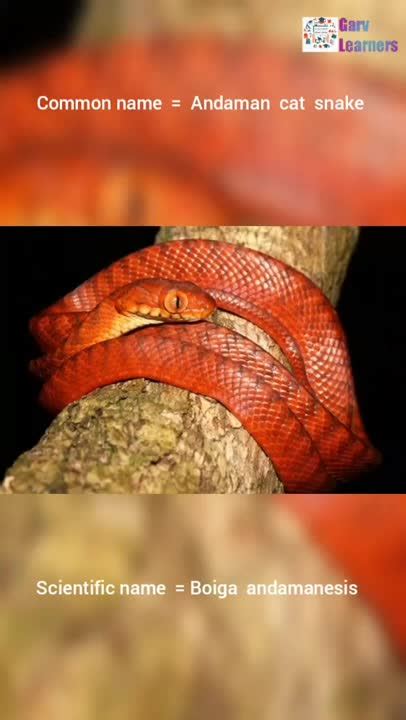 Image result for Data Visualization Snakes