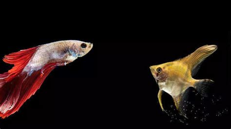 Goldfish or Guppies Who Wins as Kids' First Fish